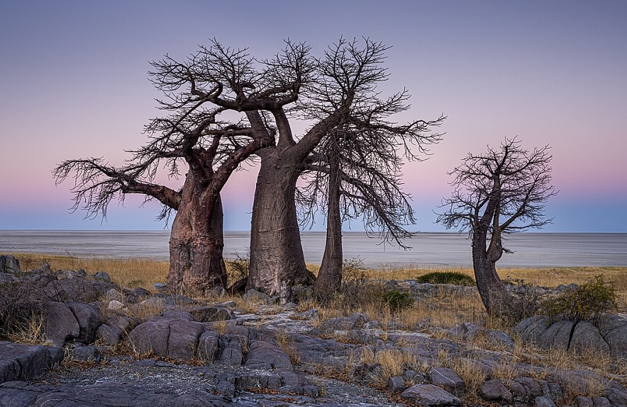 Kubu Island, Makgadikgadi Pans, Botswana